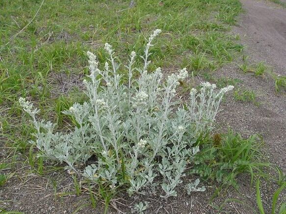 wormwood don maganin osteochondrosis na kashin baya